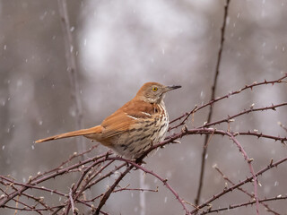 A close up of a Brown Thrasher perched up on thorny rose stems in light snow