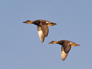 A male and female pair of Gadwall ducks in flight