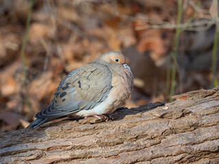 A Mourning Dove with feathers fluffed up for warmth perched on a sunny log