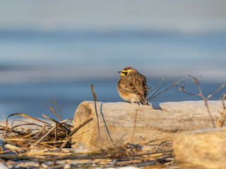 A Horned Lark perched up on a frosty log on the beach with light blue sky and sea in the background