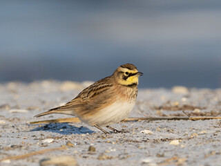 A close up of a Horned Lark perched on a frosty and sandy beach