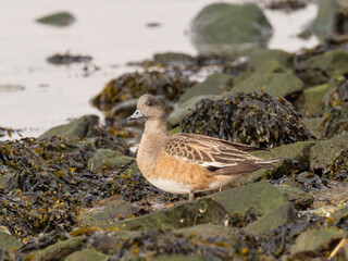 A female American Wigeon standing amongst rocks and seaweed on the shore