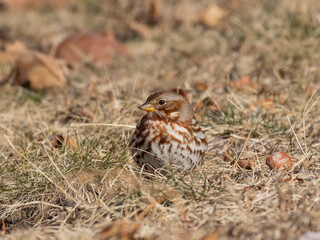 A Fox Sparrow feeding in short grass