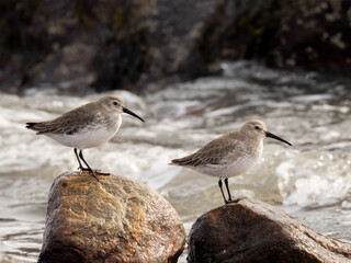 Two Dunlin in basic, winter plumage perched on wet rocks on the seashore