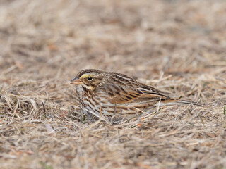 A close up of a Savannah Sparrow feeding on the ground in short, dry grass
