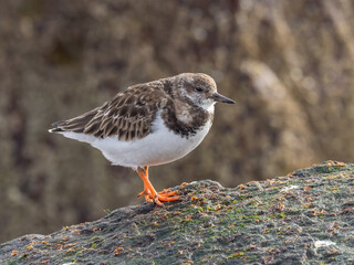 A Ruddy Turnstone in basic, winter plumage perched up on a rock