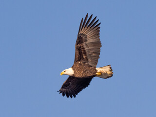 A immature Bale Eagle soaring with outstretched wings