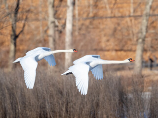 A pair of Mute Swans in flight with a background of fall color