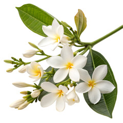 Fototapeta premium Jasmine flowers isolated on transparent background