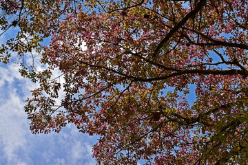 Monkey pot tree leaves (Lecythis pisonis) and blue sky