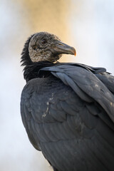 Ravenclaw condor in head detail.
