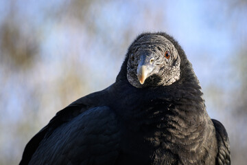 Ravenclaw condor in head detail.
