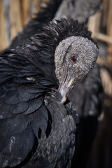 A corvid is cleaning its feathers.
