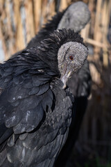 A corvid is cleaning its feathers.
