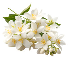 Obraz premium Jasmine flowers isolated on transparent background