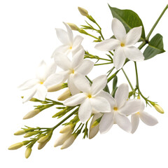 Obraz premium Jasmine flowers isolated on transparent background