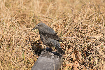 イソヒヨドリ blue rock thrush