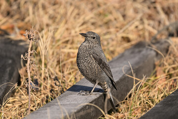 イソヒヨドリ blue rock thrush