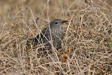 イソヒヨドリ blue rock thrush