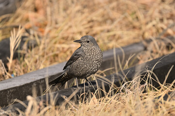 イソヒヨドリ blue rock thrush
