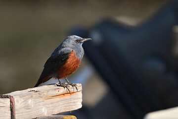 イソヒヨドリ blue rock thrush