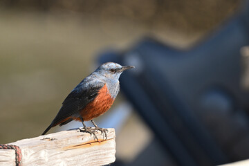 イソヒヨドリ blue rock thrush