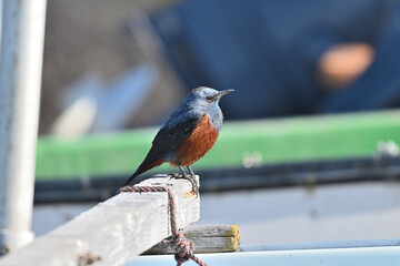 イソヒヨドリ blue rock thrush