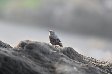 イソヒヨドリ blue rock thrush