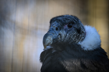 Andean condor in head detail.
