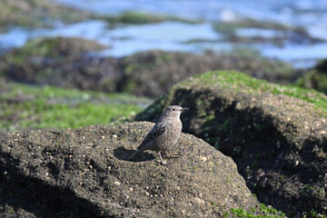 イソヒヨドリ blue rock thrush