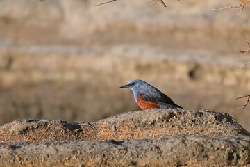 イソヒヨドリ blue rock thrush