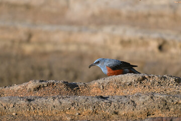 イソヒヨドリ blue rock thrush