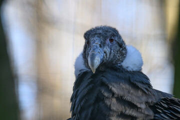 Andean condor in head detail.
