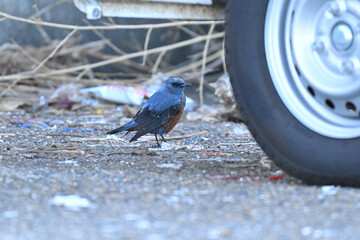 イソヒヨドリ blue rock thrush