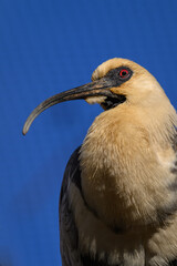 Grey-winged ibis in head detail.
