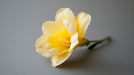 Fototapeta premium Yellow freesia flower lying on a gray background