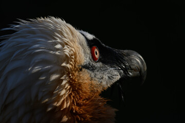 Bearded vulture in head detail.

