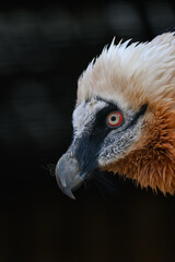 Bearded vulture in head detail.
