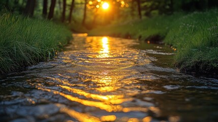 Sunset reflecting on a flowing stream in a forest.