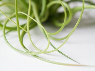 Close-up shot of tillandsia air plant stems and leaves on a clean white surface, natural beauty, texture, close-up photography