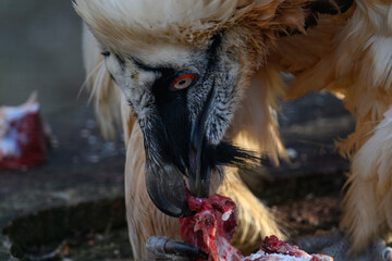 Bearded vulture eating meat in close-up.
