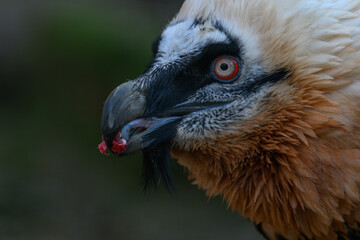 Bearded vulture eating meat in close-up.
