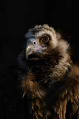 Brown vulture in head detail with black background.
