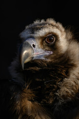 Brown vulture in head detail with black background.
