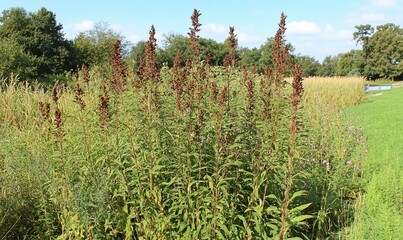 Tall brown wildflowers bloom in a sunny field by trees and a grassy path