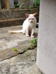 Blue eyes cat