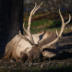 An adult male milu deer is resting and lying down.
