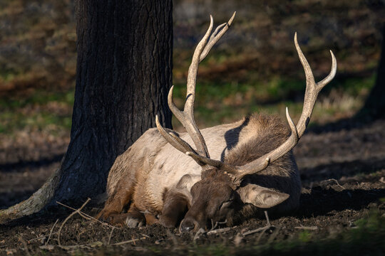 An adult male milu deer is resting and lying down.
