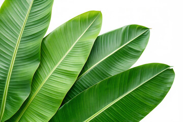 Fresh Lush Green Banana Leaves, Natural Tropical Decor, Vibrant Green Foliage, Eco-Friendly Plants