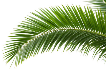 Palm Tree Branch with Green Leaves, Tropical Foliage, Exotic Plant, Summer Vibes